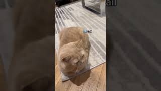 Cat Loaf Check Fail 🍞