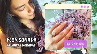 PLANTAS MORADAS Y SU SIGNIFICADO ESPIRITUAL | 🌺Flor Soñada