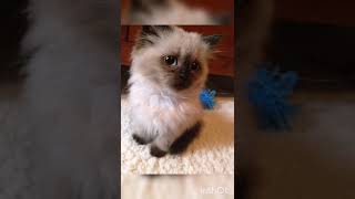 Cute Himalayan Cats