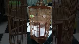 burung slendang biru trotolan....siap di masterin....mantap bossque