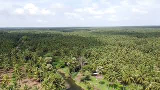 Pollachi North Devampadi valasu 💚💚 #nature #natural #drone #views #pollachi #dji #shorts