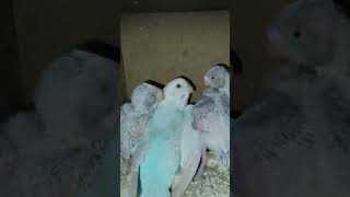 Budgie chicks