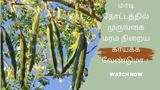 Organic fertilizer for drum stick plant | மாடித்தோட்டத்தில் முருங்கை மரம் நிறைய காய்க்க வேண்டுமா ?