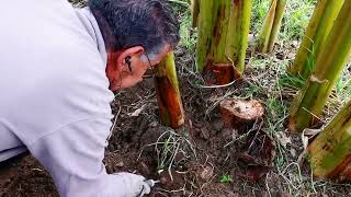 Banano Siciliano. Spollonatura e taglio del fusto che ha fruttificato.