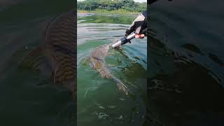 Catch N Release Ikan hampala / sebarau waduk saguling #zgani #fishing #mancing #ikanhampala