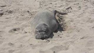 seal sunbathing on the beach