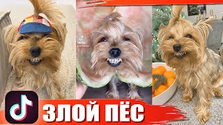 ТОП 20 ЛУЧШИХ ВАЙНОВ И ПРИКОЛОВ ТИК ТОК | Злой Пёс