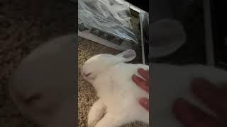 Bunny Sleeping