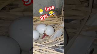 🥚😂 mei bacha fas gya #pigeon #kabutar #ytshorts #shorts