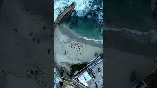 Sleepy harbor seals in #lajolla #seals #seal #drone #ocean #nature #california #natgeo #usa