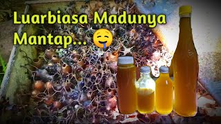 Panen Madu dan Split Trigona | Teuweul |  Klanceng