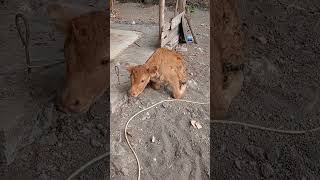 PANEN JAGUNG 🌽🌽DI KEBUN MINI BELAKANG RUMAH|| VIDEO LENGKAP ADA DI BERANDA ☺