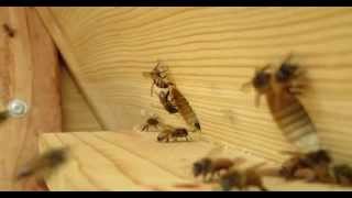 Man gets stung by bee!  Close up bee cam