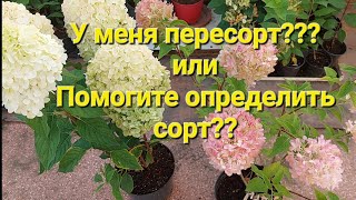 Тот ли у вас сорт гортензии??