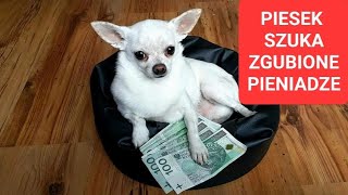 Piesek szuka zgubione pieniądze.