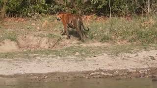 Tigress at Corbett after feeding her Cub -Corbett May 2024