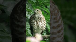 shikra|#nature #bird #indianwildlife #birdwatching #indianbirds #wildlife