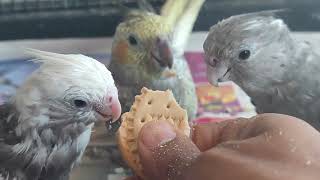 birds love cookies 🍪😍