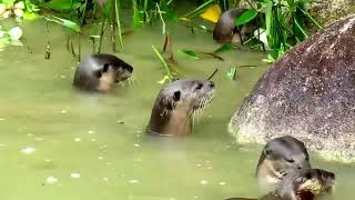 Desweef-Otters