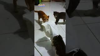 Ganas‼️Insting Penyerang, Meski Kepala Tertutup #shots #cat #catkucing #catvideos #cats