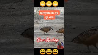 Burung Lucu #lucu #funny #memes #ngakak #animals #foryou #hiburan #dancestyle #melucu #shorts