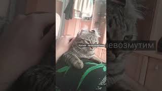 котик невозмутим