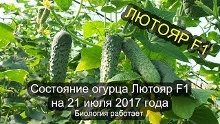 Состояние огурца ЛЮТОЯР F1 на 21 июля 2017 года. Биология работает!