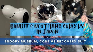 Bandit's Neutering Surgery in Japan: Snoopy Museum, Cone (Elizabethan Collar) vs Recovery Suits