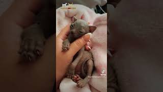 You Won't Believe How Adorable This Sphynx Cat Puppy is When Being Stroked by a Woman's Hand #shorts