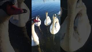 Swans / हंसों / Лебеді . Ukraine #shorts #swan #हंसों #білацерква #ukraine #uk #лебеді