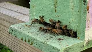 Queen Honey Bee Mating Flight Full Version