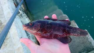 10 Minutes of Proper Wrasse Fishing with Ragworms