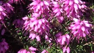 Bees on the heather