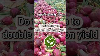 Do this step to double the onion yield #shortvideo #plants #garden #youtubeshorts #farming #video