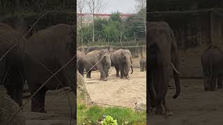 Cute baby elephant #wildlands #netherlands #cuteanimals #babyelephants