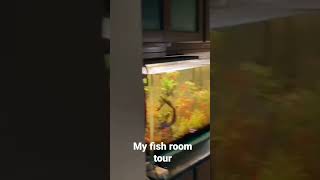 My fish room tour  # shorts # Am Aquatics