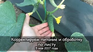 Огурец Лютояр F1, Вятич F1. Плоды. Корректируем питание.