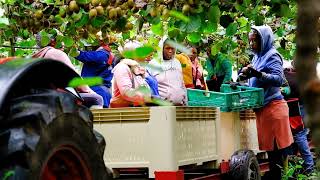 Kiwi Picking at Redberry Farm