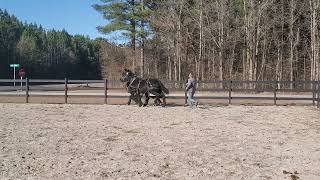 3yr old Percheron Geldings