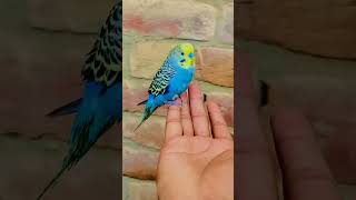 Hand tame Bird kasy kary #birds #budgies #parrot