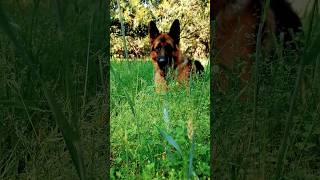 German shepherd black mask dog in field #viral #trending #music #youtubeshorts #shorts #short