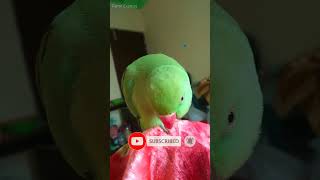 Talking Parrot asleep time