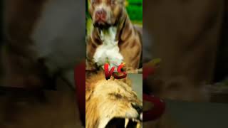 Pit Bull vs Rottweiler, Pit Bull vs Lion, Lion vs Tiger.