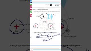 MEB in yayınladığı 11.Sınıf Biyoloji örnek soru çözümleri -Senaryo-1 soruları