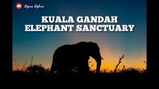 Kaki Gajah di Potong | kuala Gandah Elephant Sanctuary, Pahang