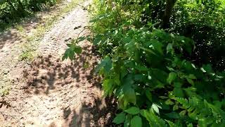 Driving Across a Beaver Dam