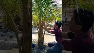 Chăm sóc phần đọt Dừa cho cây Dừa chậm phát triển #võ_quang_sơn #coconut #shortvideo