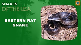 EASTERN RAT SNAKE