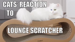 We bought a Lounge Scratcher for our cats | Cats' reaction | mmeowmmia