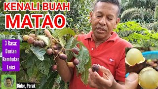 KENALI BUAH MATOA | Tiga rasa- durian, rambutan, laici